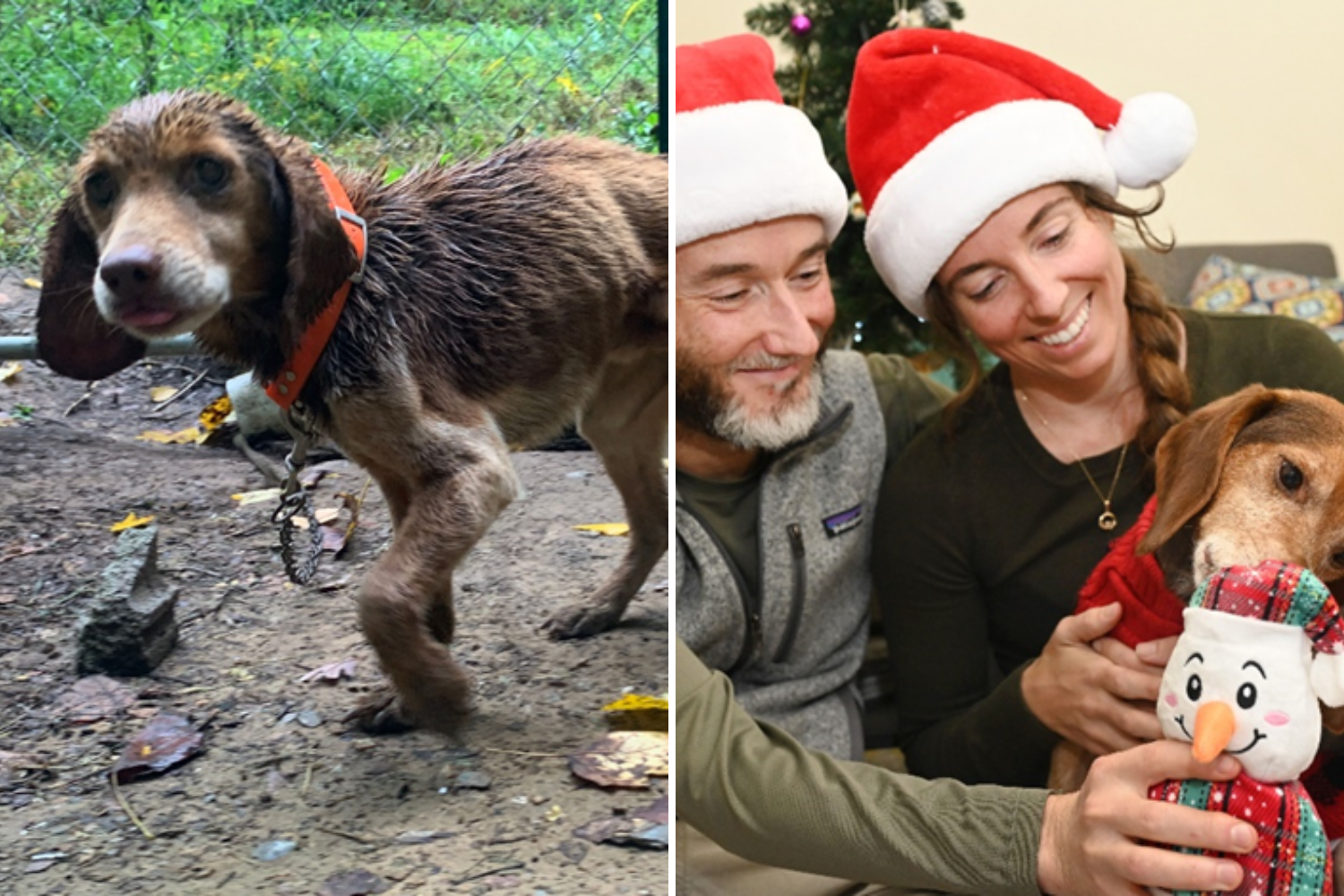 Starving Beagle Tied Up Outside Saved by Call From Mystery ‘Secret Santa’