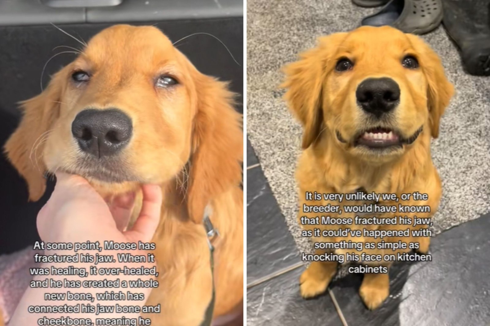 Woman Brings Home ‘Normal’ Golden Retriever Puppy—Notices Something’s Wrong