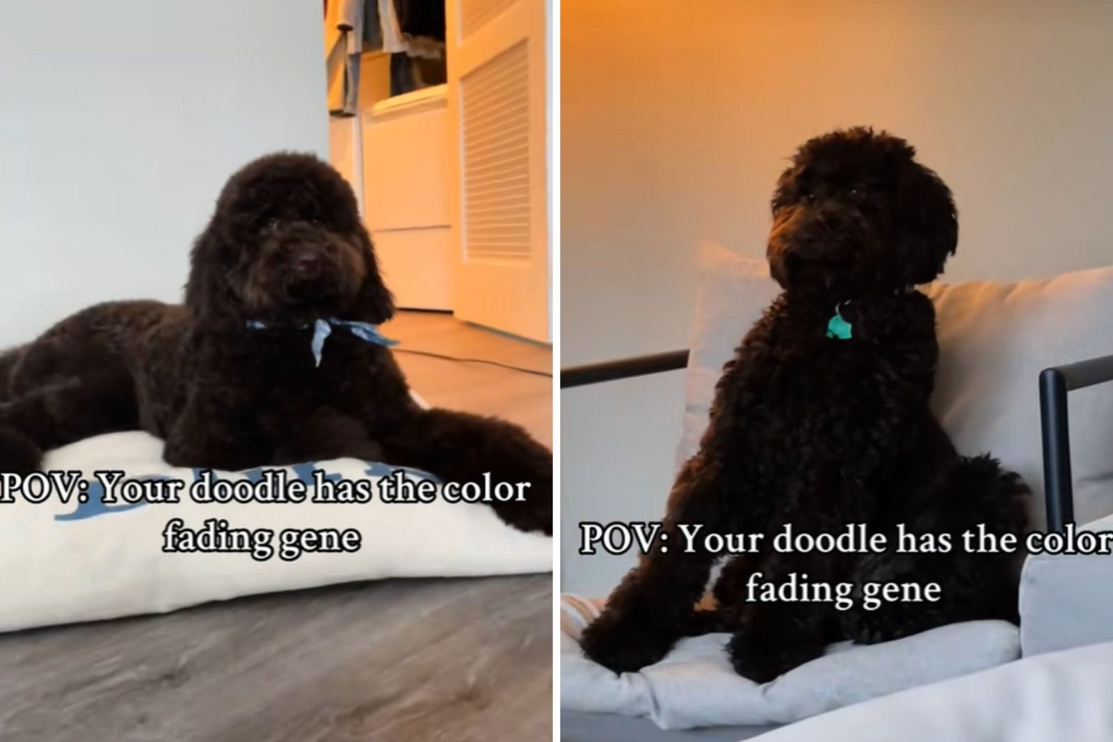 Hearts Melt Over How Goldendoodle With the ‘Color Fading Gene’ Changes