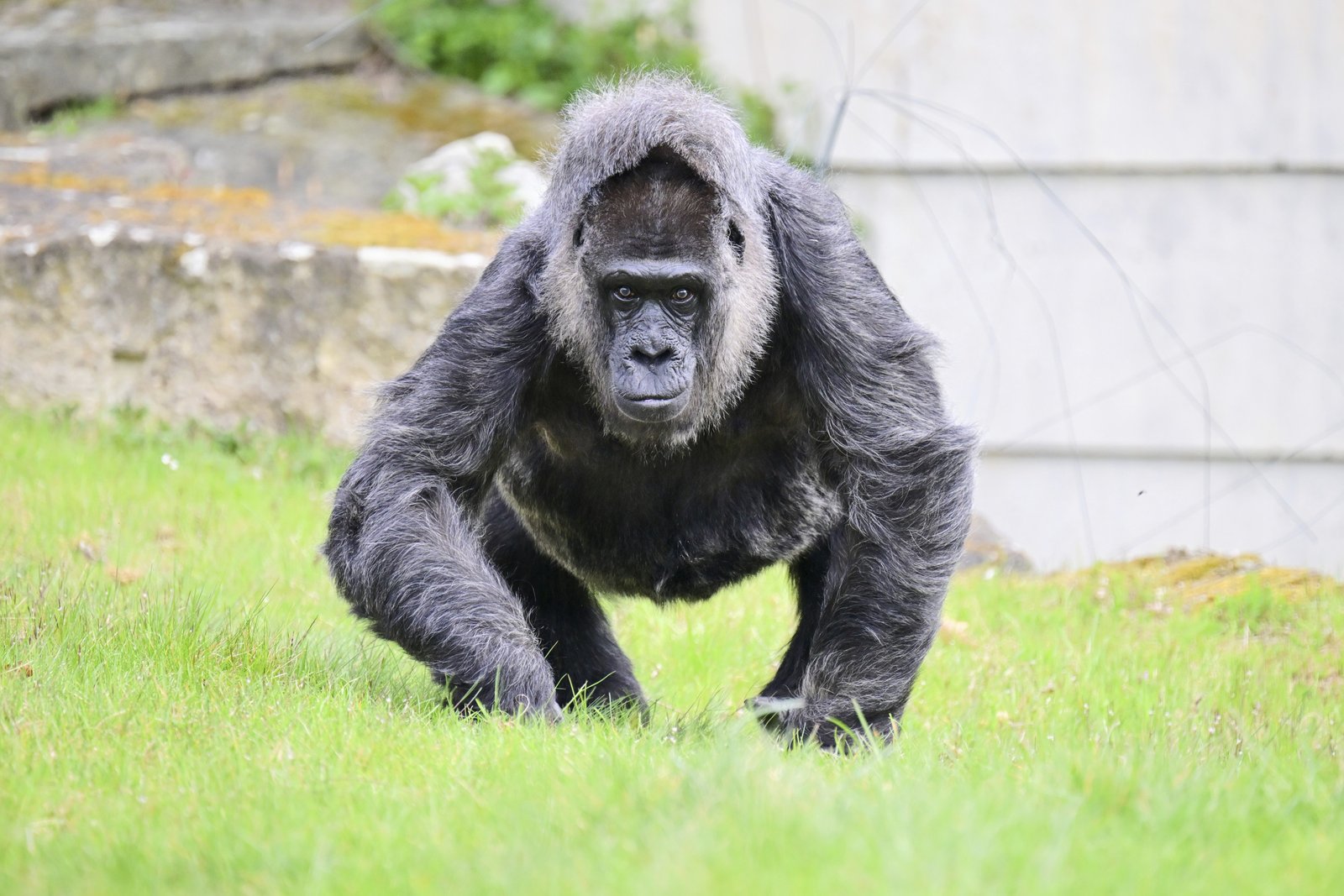 Could 100 Men Really Take on One Gorilla and Win? We Asked ChatGPT